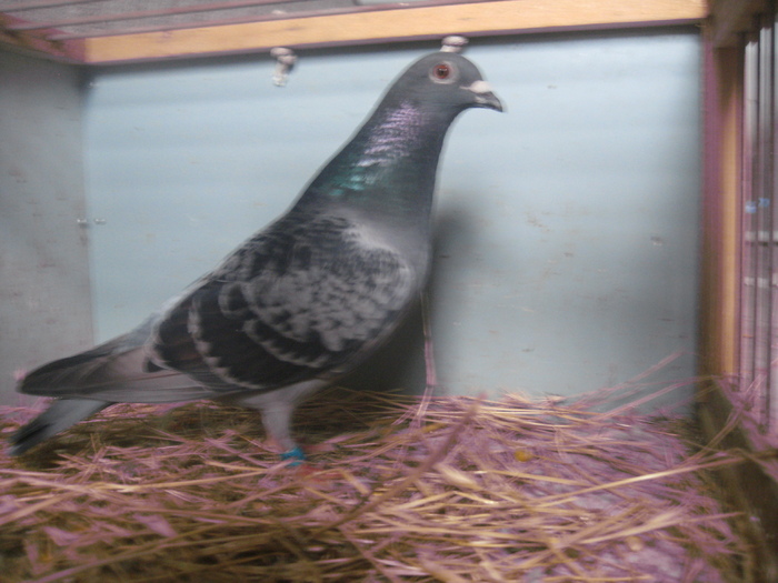 femela mosecu vasile fica mascul 2000; femela 2008 fiica din unguroaica 2001 mosescu vasile si cattrysse 2000 mosescu vasile
