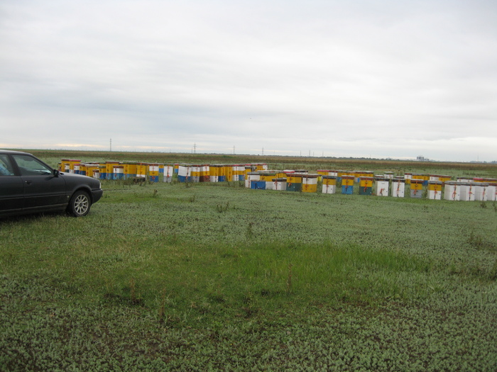 IMG_5346 - albinele 2010