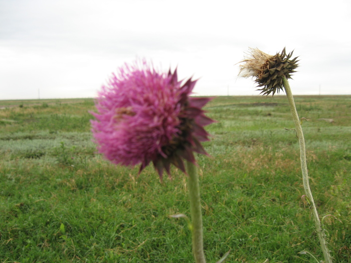 IMG_5348 - albinele 2010