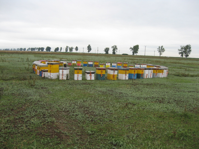 IMG_5353 - albinele 2010