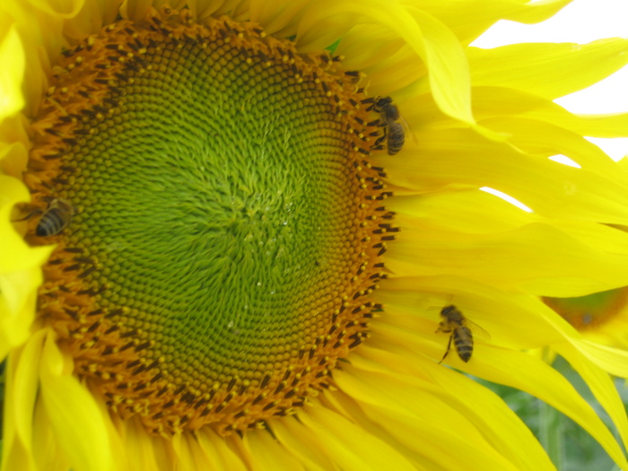 IMG_5361 - albinele 2010