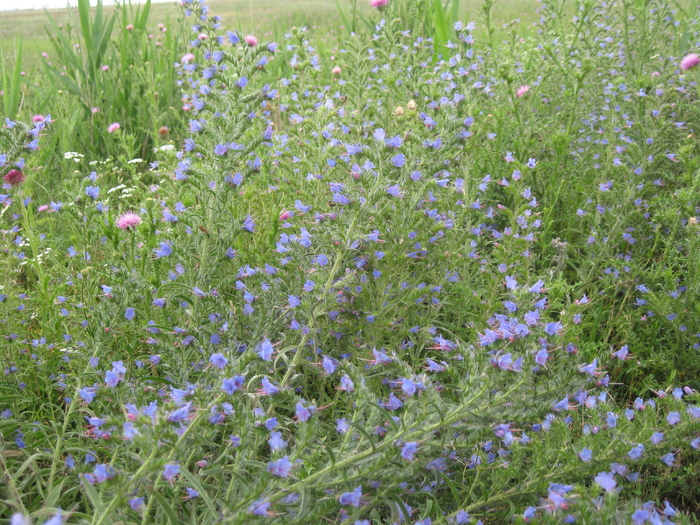 IMG_5366 - albinele 2010