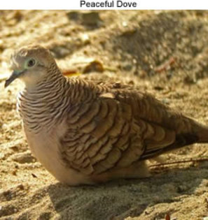 peacefuldove