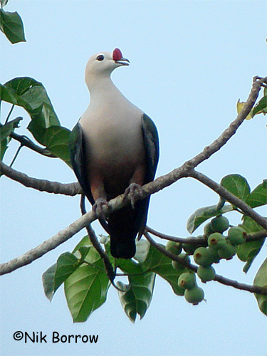 Red-knobbed-Imperial-Pigeon-1
