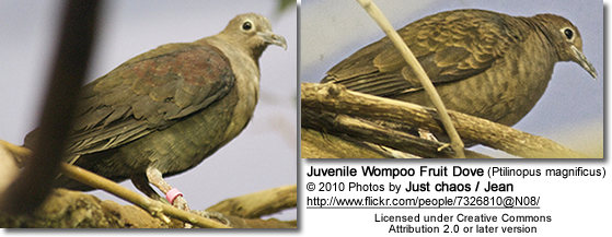 WompooFruitDoveJuveniles