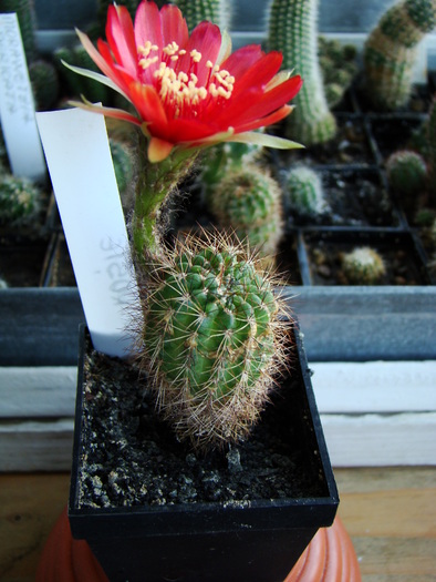 DSC07498 - cactusi