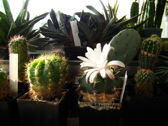 DSC07533 - cactusi