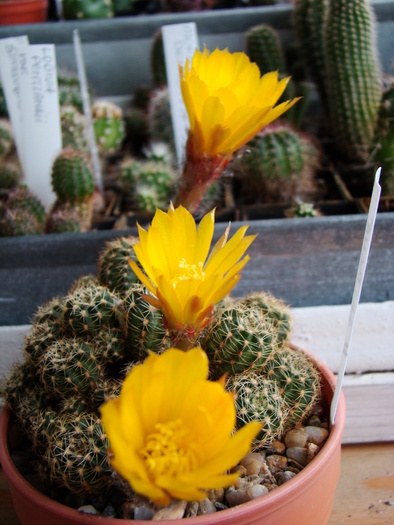 DSC07537 - cactusi