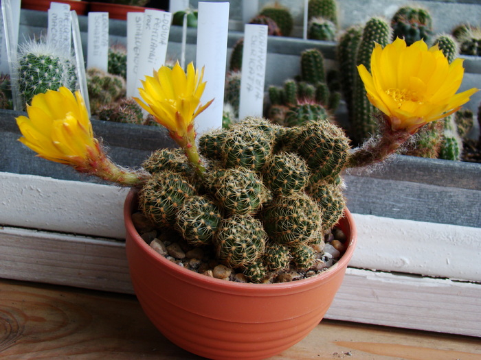 DSC07542 - cactusi