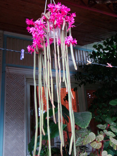 aporocactus flageliformis - cactusi