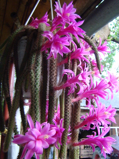 aporocactus - cactusi