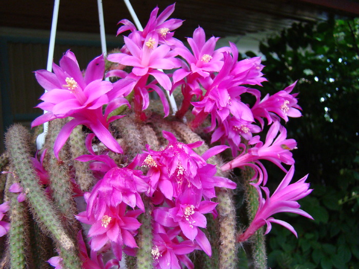 aporocactus - cactusi
