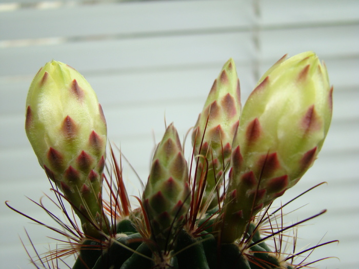 hematocactus setispinus - cactusi
