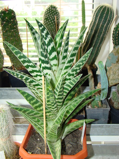 aloe variegata