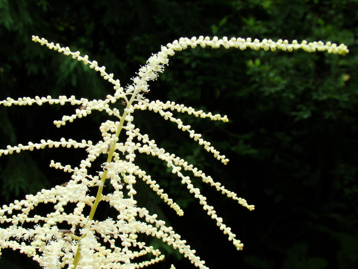 SANZAIENE - detaliu. - FLORA