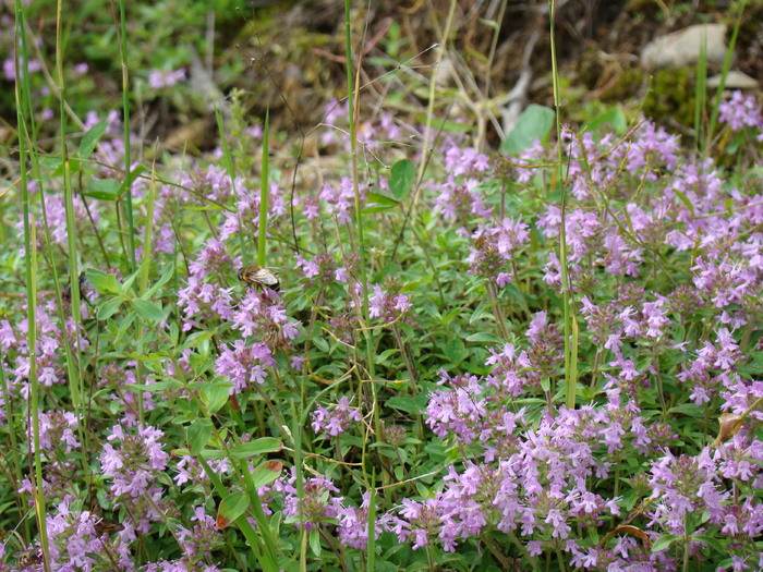 CIMBRISOR - FLORA