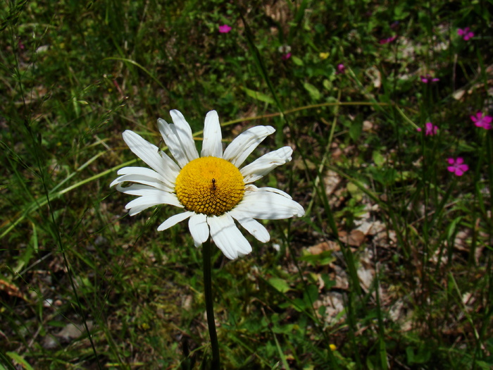 MARGARETA - FLORA