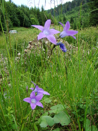 CLOPOTEI - FLORA