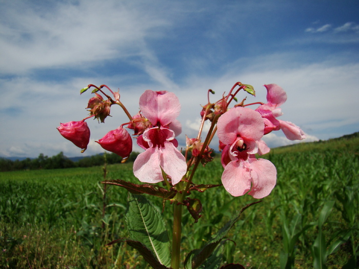 GURA LEULUI - FLORA