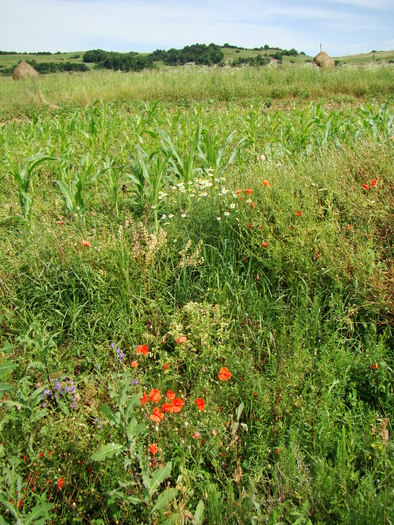 PAJISTE - FLORA