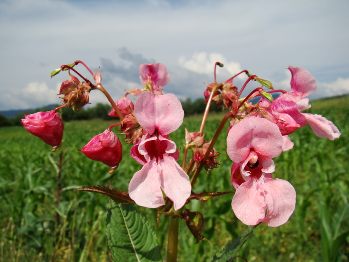 GURA LEULUI - FLORA