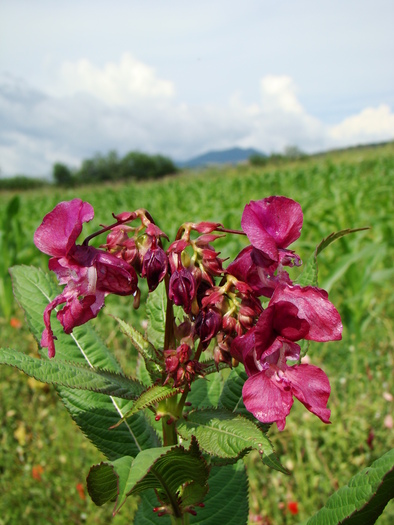 GURA LEULUI - FLORA