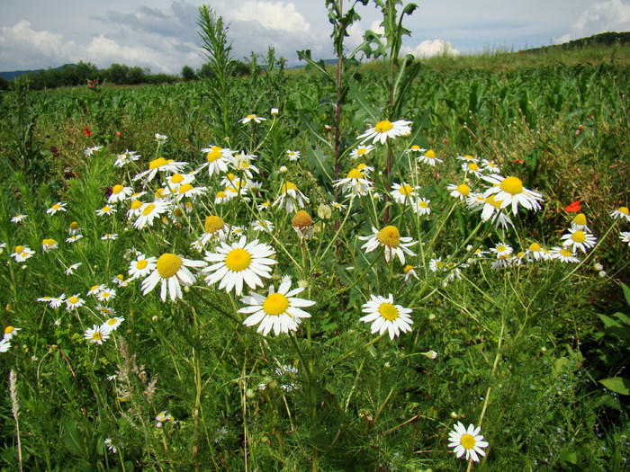 MARGARETE - FLORA