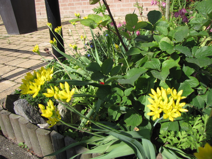 Allium Moly 4 iun 2010 (1) - plante diverse