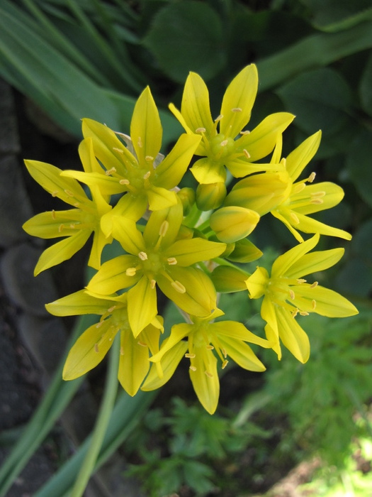 Allium Moly 4 iun 2010 (3) - plante diverse