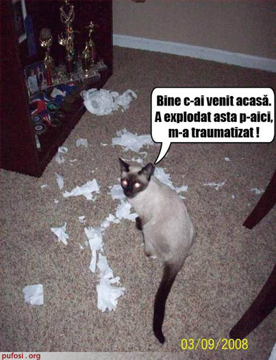 poze-amuzante-pisica-a-facut-bucati-hartia-igienica