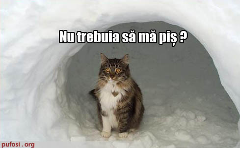 poze-amuzante-pisica-a-topit-zapada