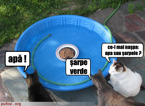 poze-amuzante-pisicile-nu-pot-ajunge-la-mancare