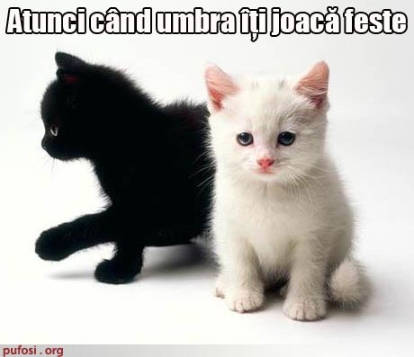 poze-amuzante-poza-amuzanta-umbra-pisicii-albe-o-ia-la-fuga1 - Poze amuzante