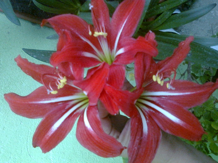 Fotografie1356 - AAAAAAAA  amaryllis de vanzare-decembrie2011