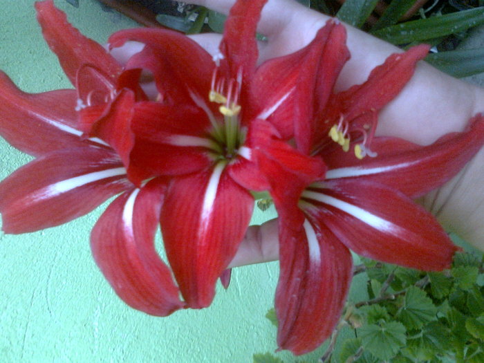 Fotografie1358 - AAAAAAAA  amaryllis de vanzare-decembrie2011