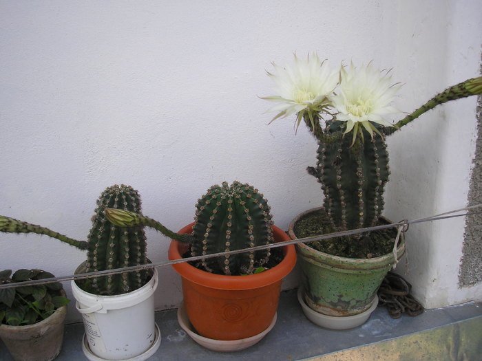 cactus - L-flori din curte