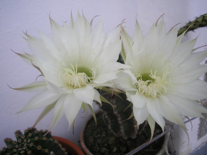 cactus - L-flori din curte