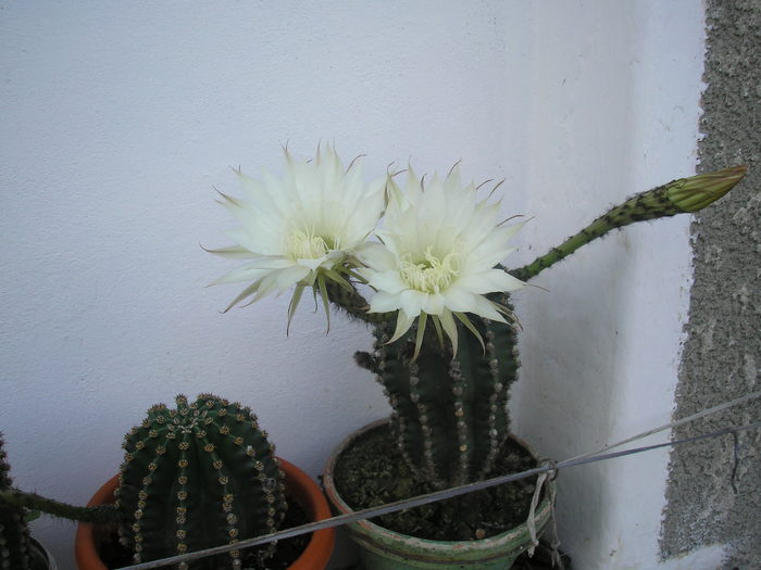 cactus - L-flori din curte