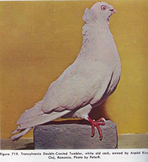 Jucator Bimotat ardelean - Porumbei din anii 1960