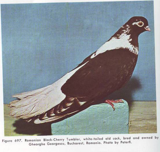 Jucator castaniu - Porumbei din anii 1960