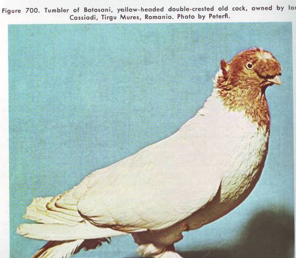 Jucator de Botosani2 - Porumbei din anii 1960