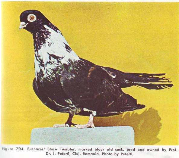 Jucator de Bucuresti2 - Porumbei din anii 1960