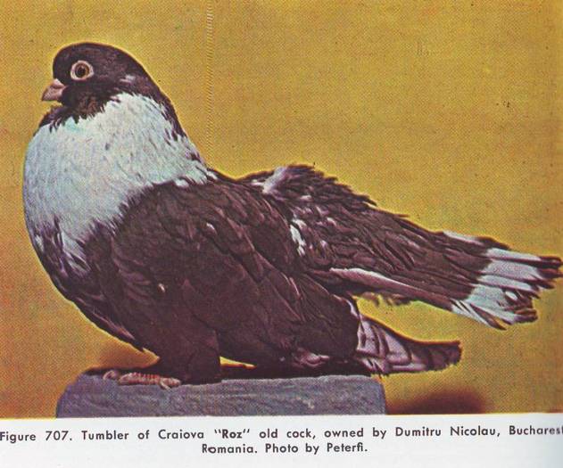 Jucator de Craiova - Porumbei din anii 1960