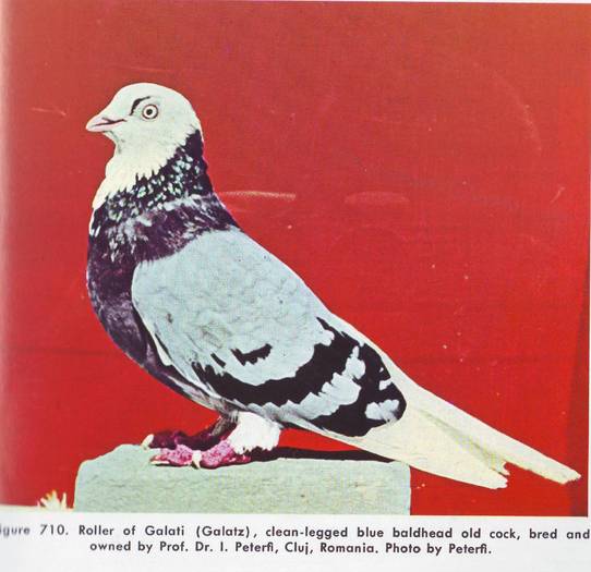 Jucator de Galati - Porumbei din anii 1960