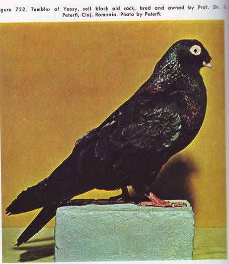 Jucator de Iasi - Porumbei din anii 1960