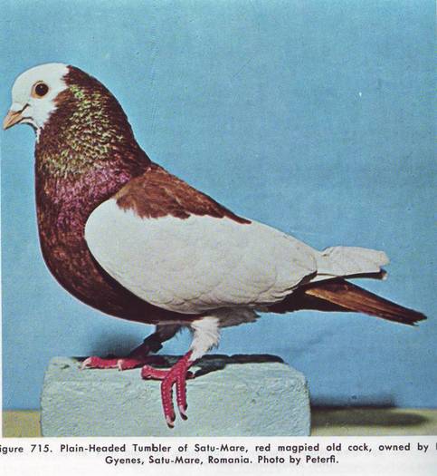 Jucator de Satu Mare - Porumbei din anii 1960