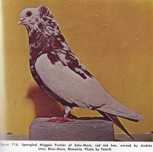 Jucator de Satu Mare 1 - Porumbei din anii 1960