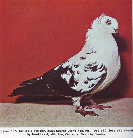 Jucator de Timisoara - Porumbei din anii 1960