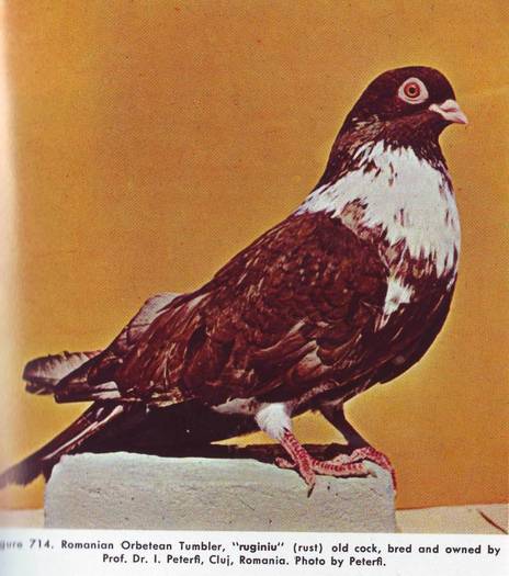 Jucator orbetean - Porumbei din anii 1960