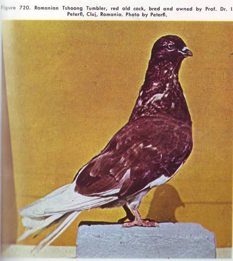 Jucator romanesc 1 - Porumbei din anii 1960